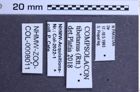 Etiketten zu Agrypnus thibetanus (NHMW-ZOO-COL-0008011)
